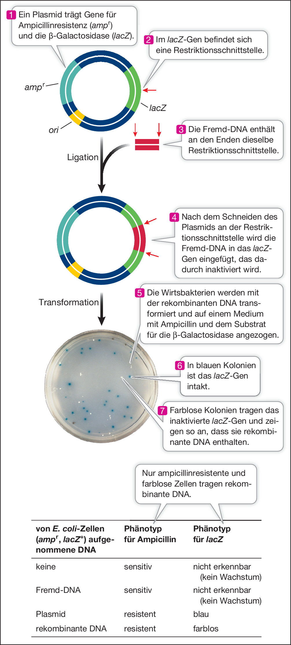 Rekombinante Dna Und Gentechnik Springerlink