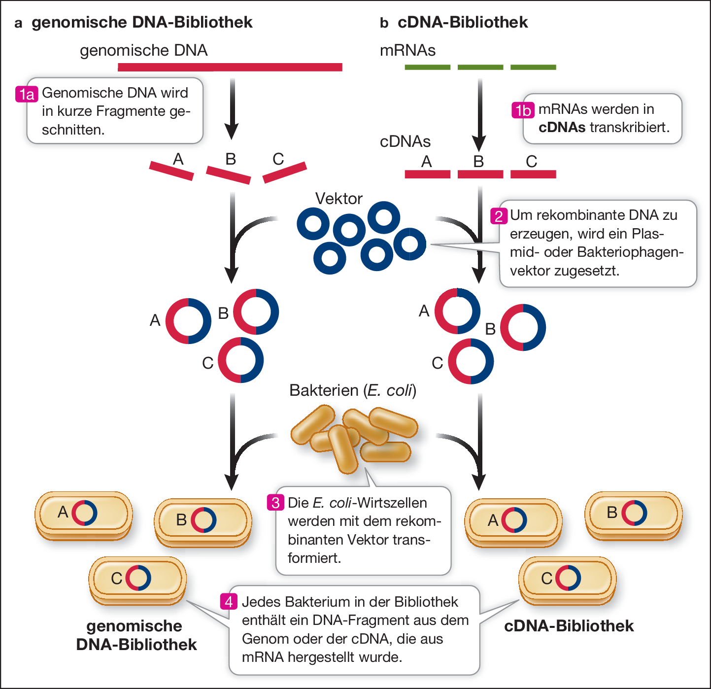 Rekombinante Dna Und Gentechnik Springerlink