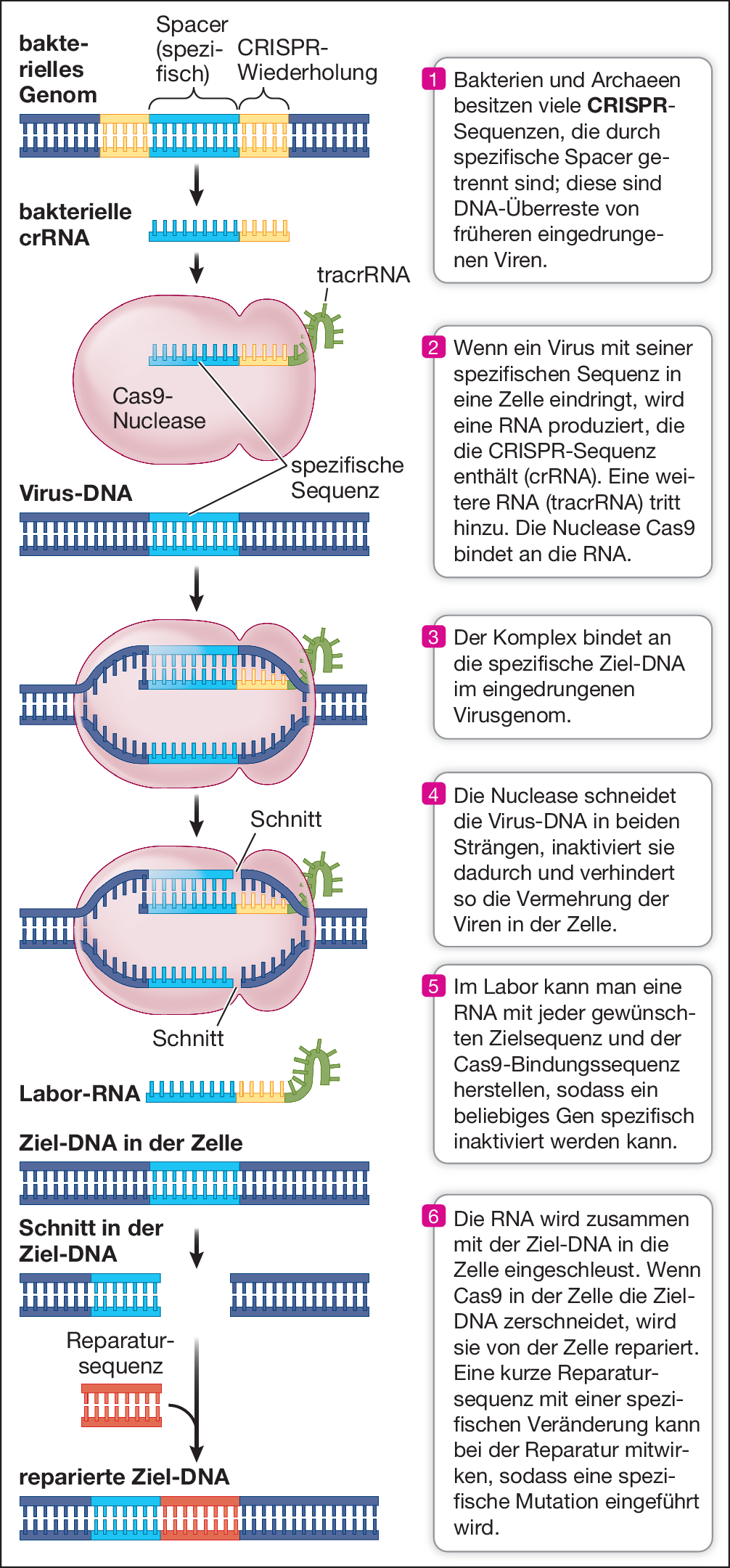 Rekombinante Dna Und Gentechnik Springerlink