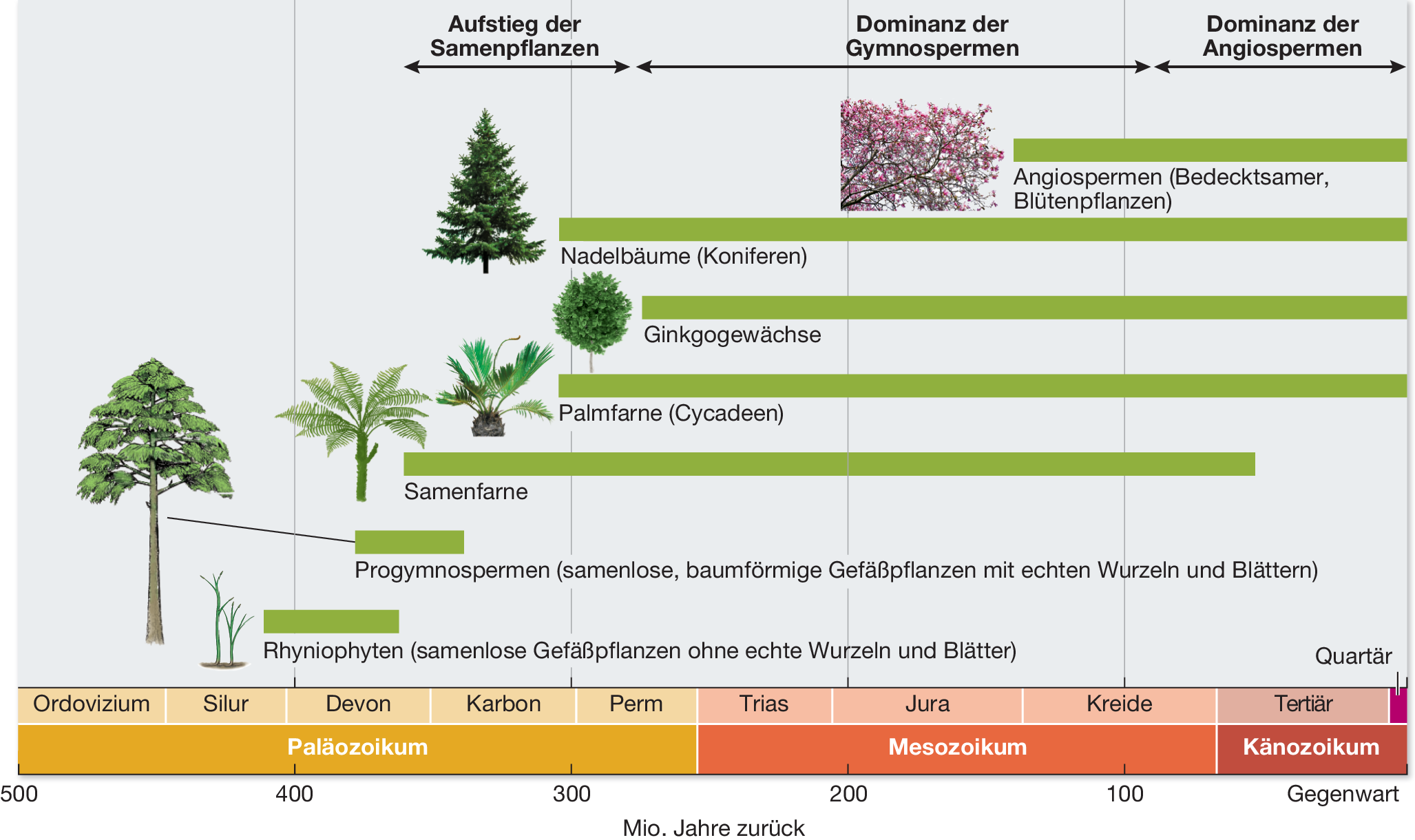 Die Evolution Der Samenpflanzen Springerlink