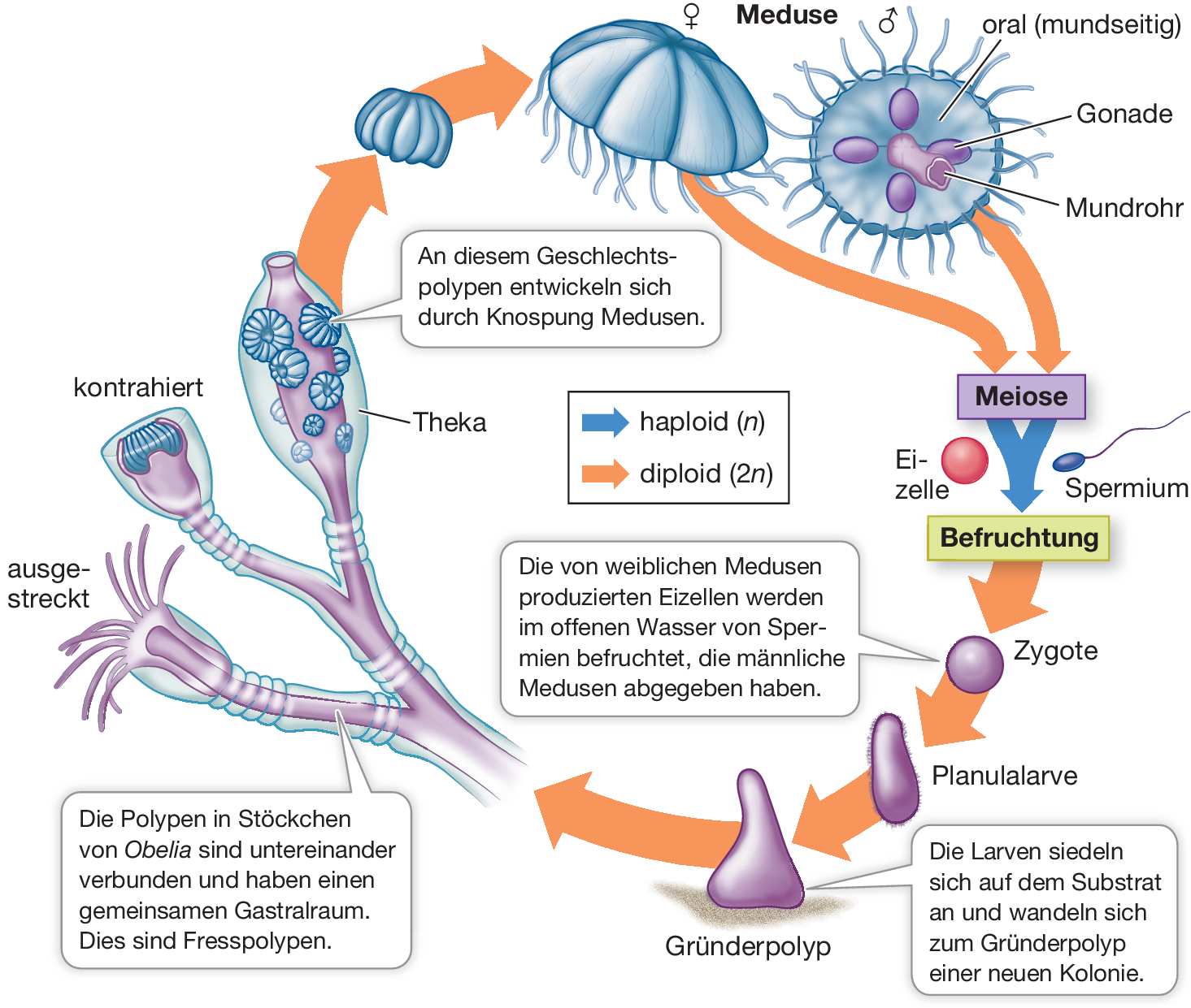 Die Entstehung Der Tiere Und Die Evolution Ihrer Korperbauplane Springerlink