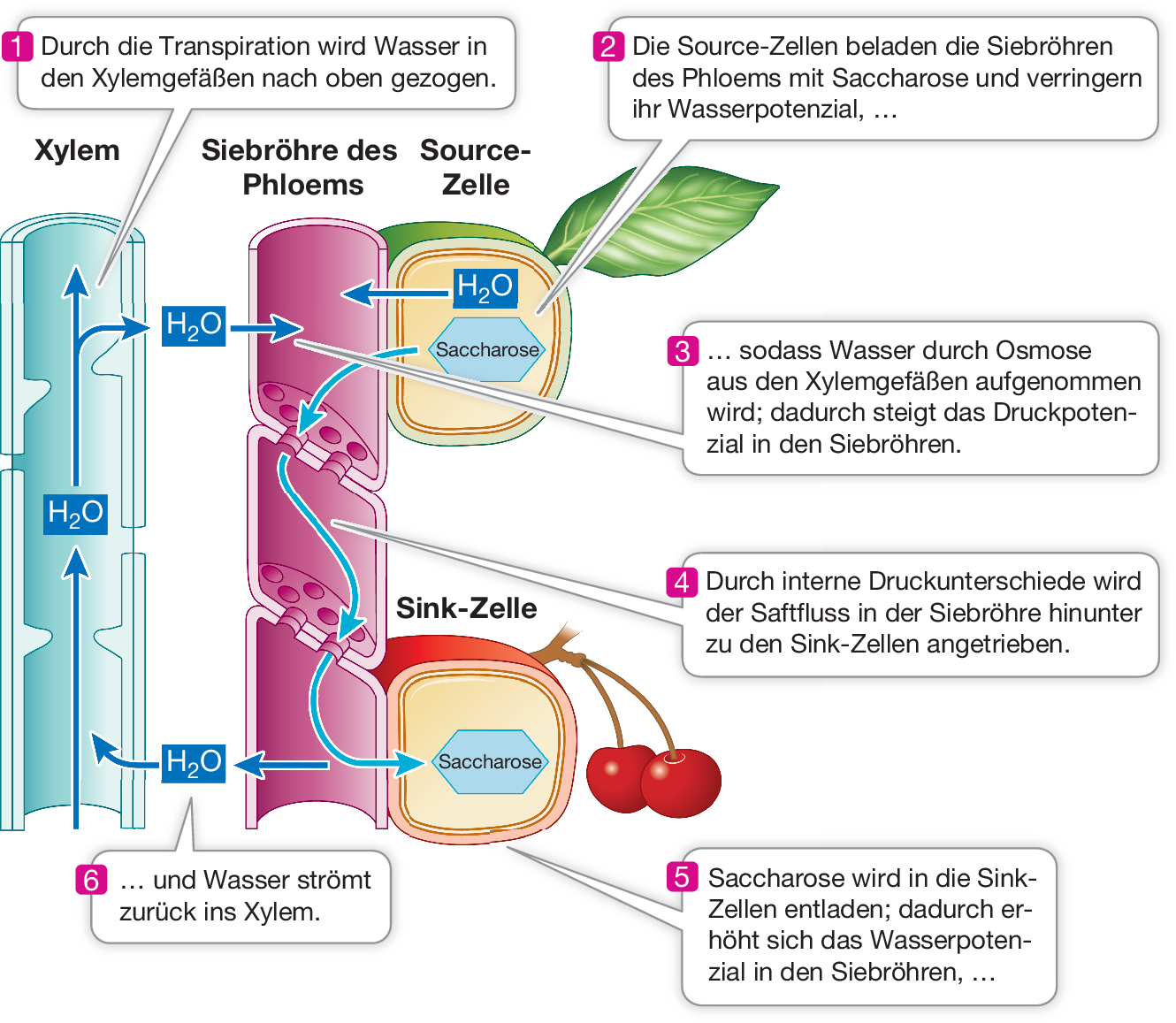 Transport In Pflanzen Springerlink