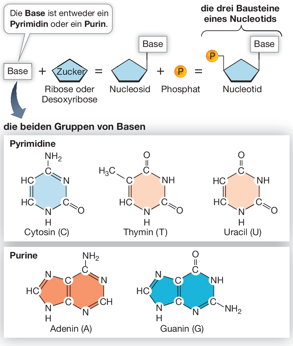 Die 3 Basen in der Datierung