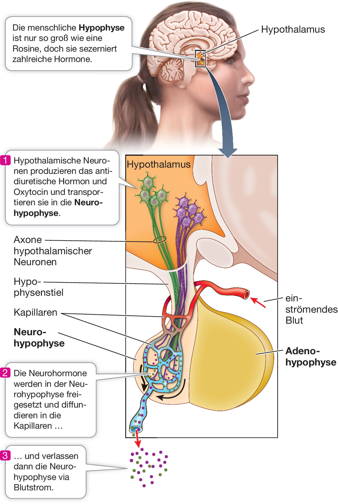 Hormone Der Tiere Springerlink