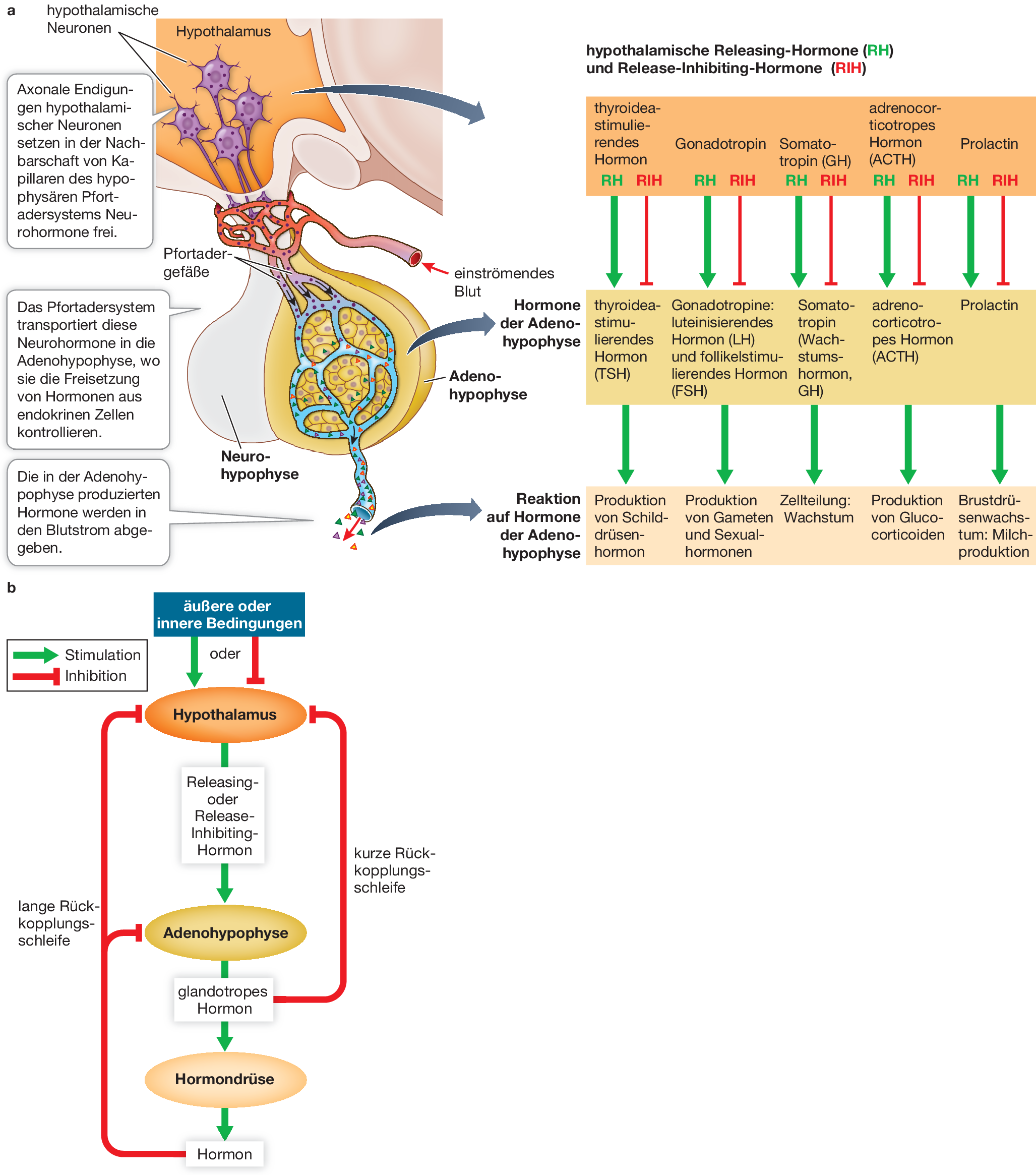 Hormone Der Tiere Springerlink