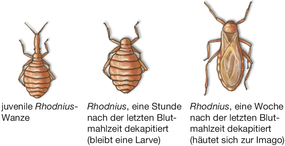 Sich hodensack häutet Penis