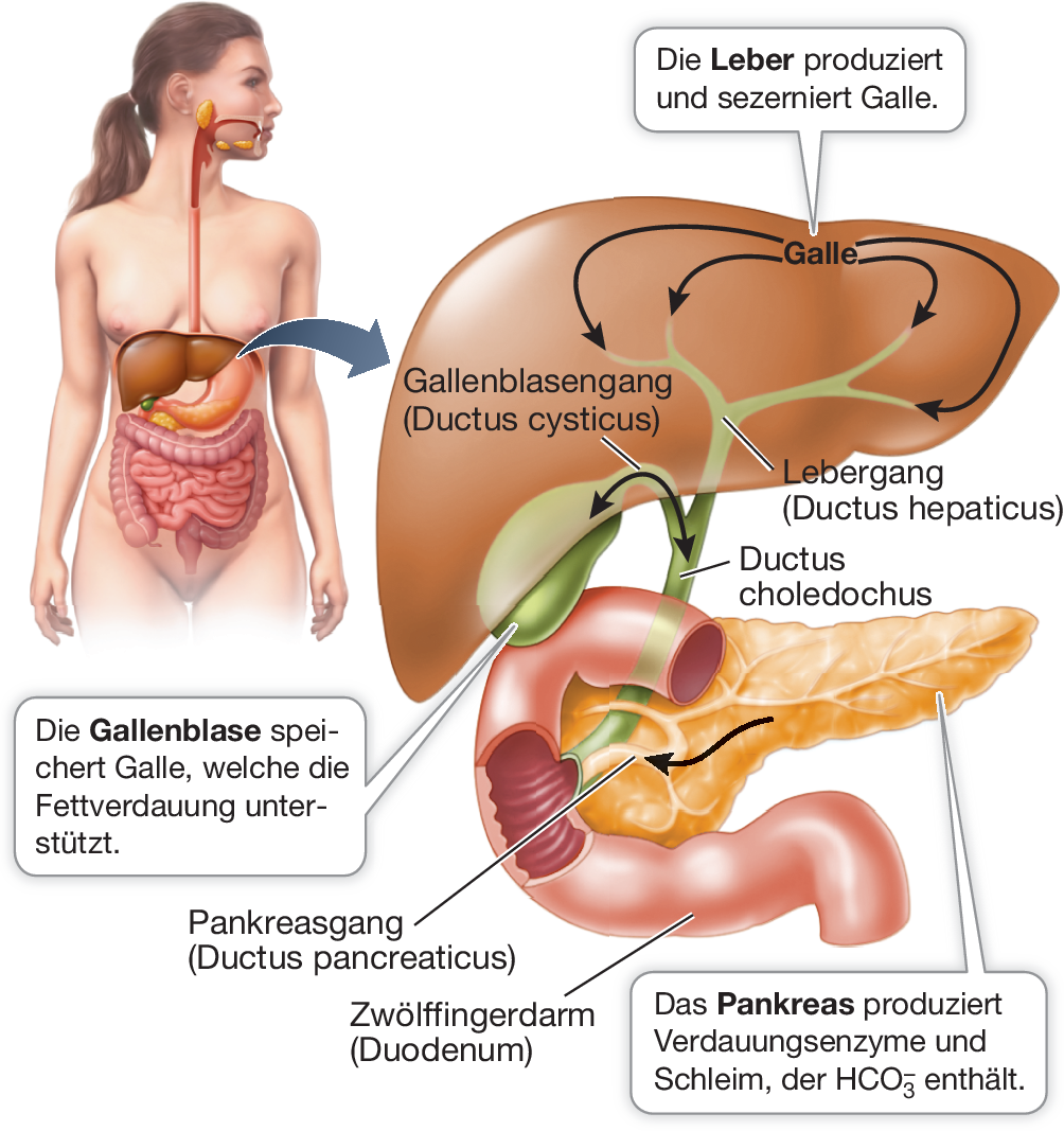 Ernährung, Verdauung und Resorption | SpringerLink