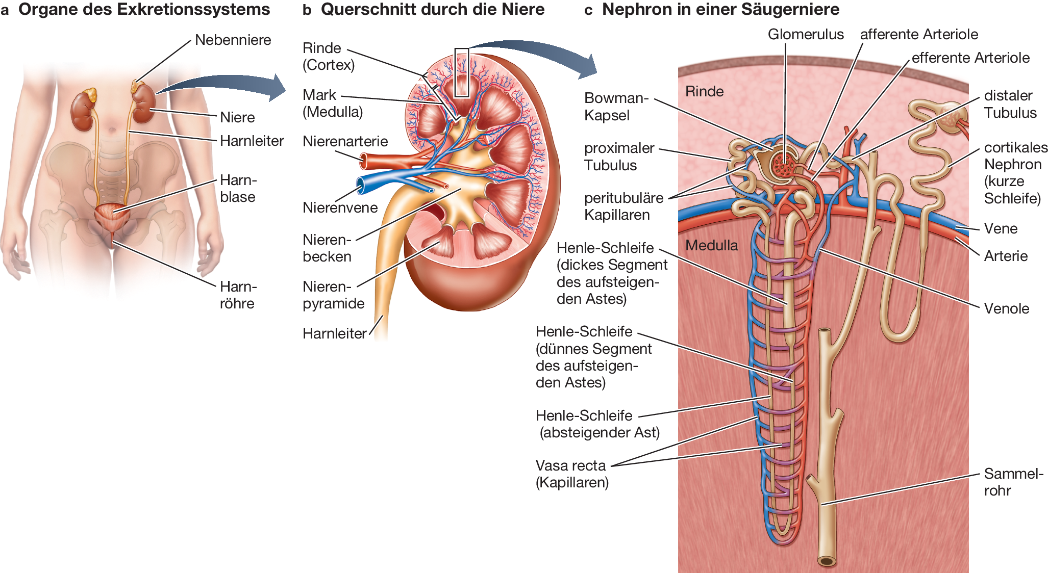 Salzhaushalt Wasserhaushalt Und Stickstoffausscheidung Springerlink
