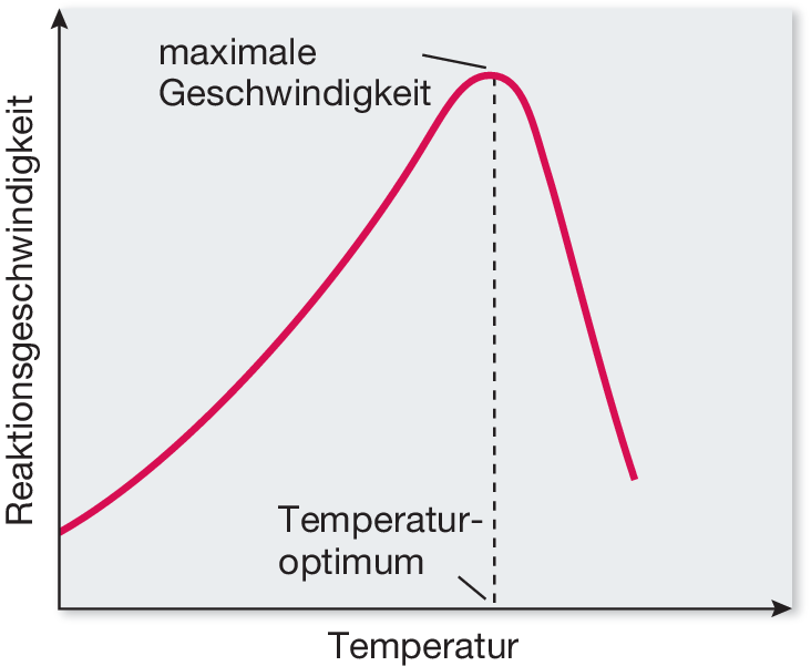 Energie Enzyme Und Stoffwechsel Springerlink