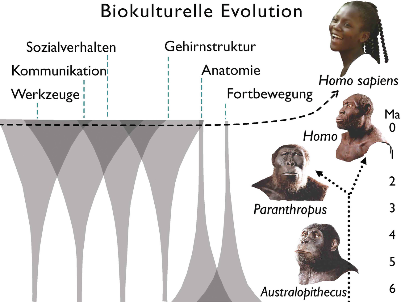 Vom Menschenaffen Zum Modernen Menschen Springerlink