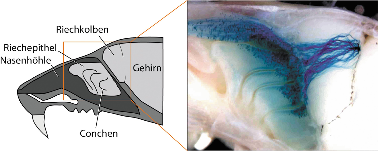 riechen springerlink