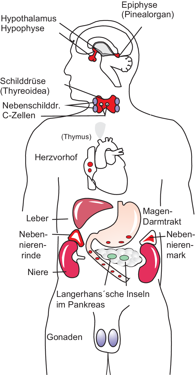 Hormonale Steuerung Und Signaltransduktion Springerlink