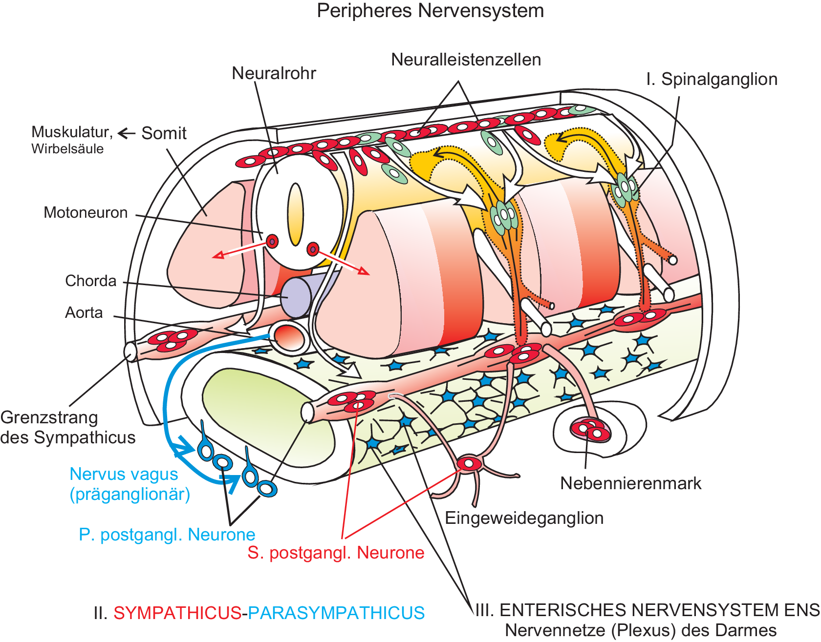 Kontrolle Und Regelung Von Korperfunktionen Unter Mitwirkung Des Vegetativen Nervensystems Springerlink