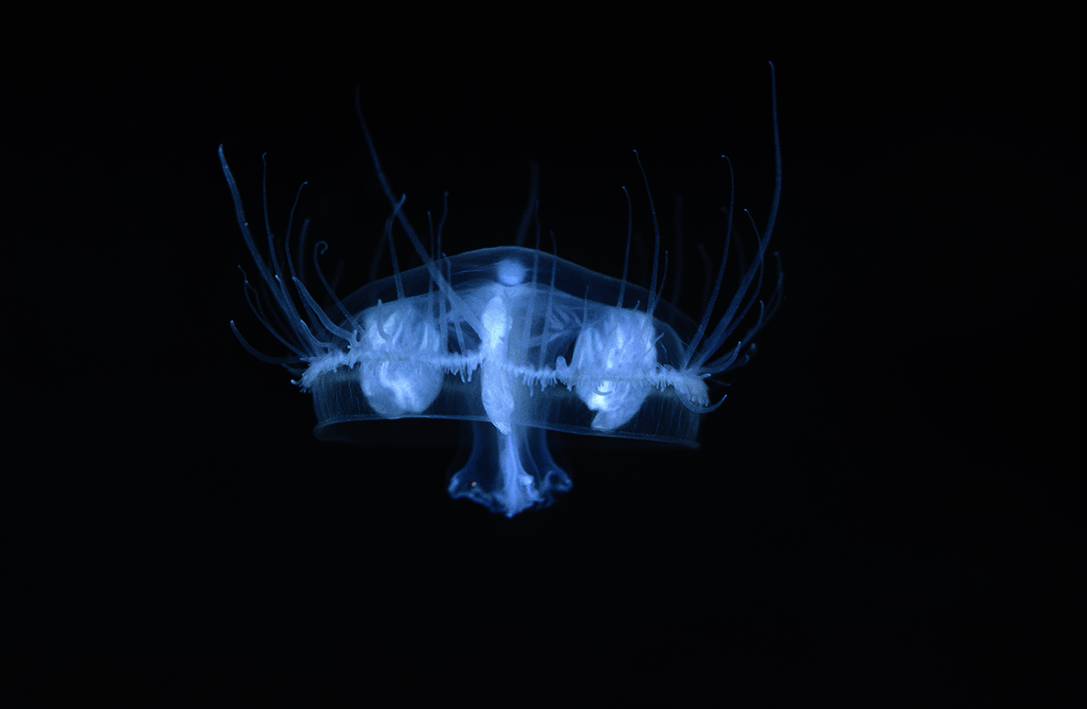 Bewundernswerte Wirbellose Springerlink