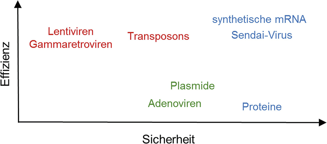 Naturwissenschaftliche Grundlagen Im Kontext Einer Klinischen Anwendung Von Humanen Induzierten Pluripotenten Stammzellen Springerlink