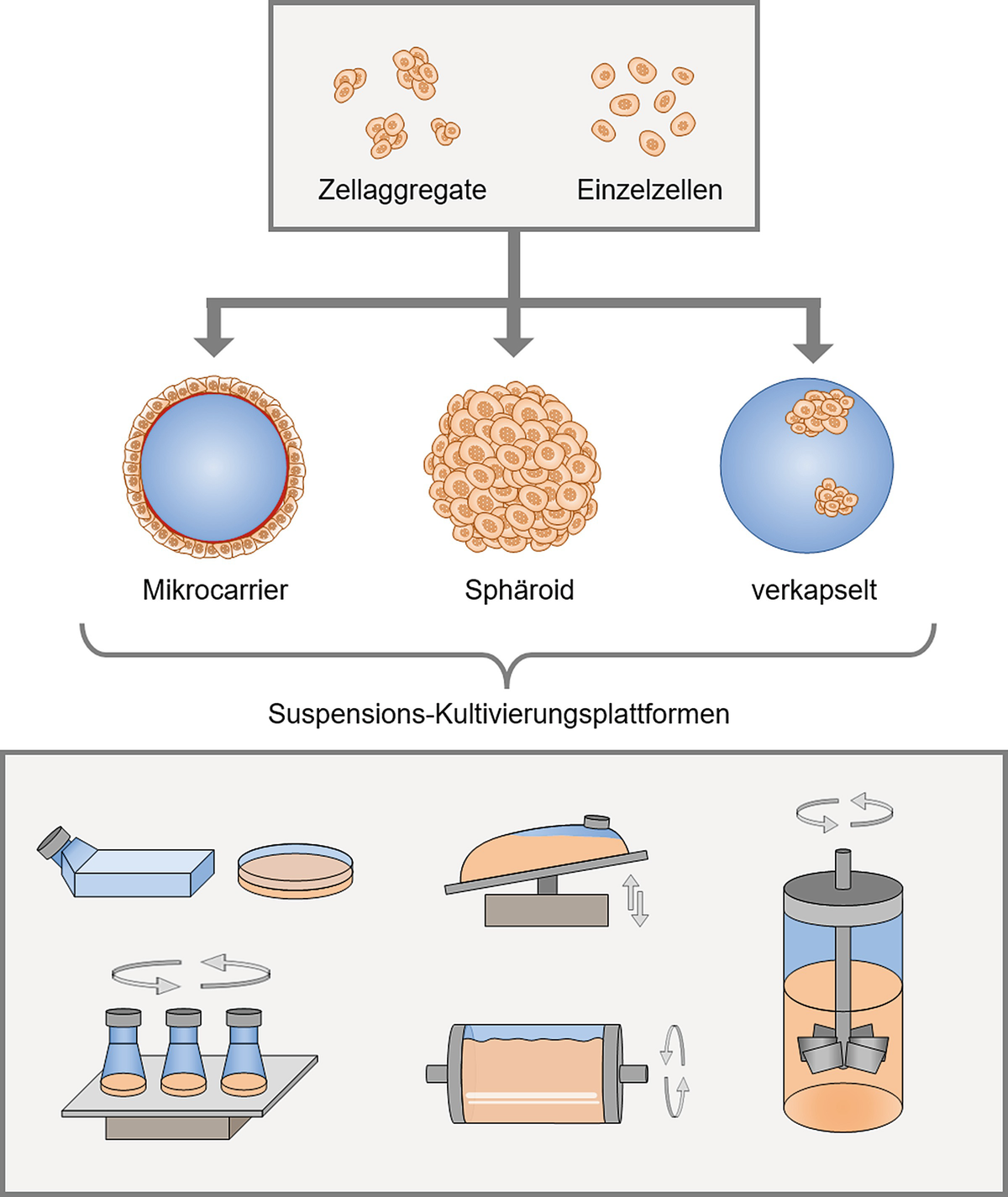 Naturwissenschaftliche Grundlagen Im Kontext Einer Klinischen Anwendung Von Humanen Induzierten Pluripotenten Stammzellen Springerlink