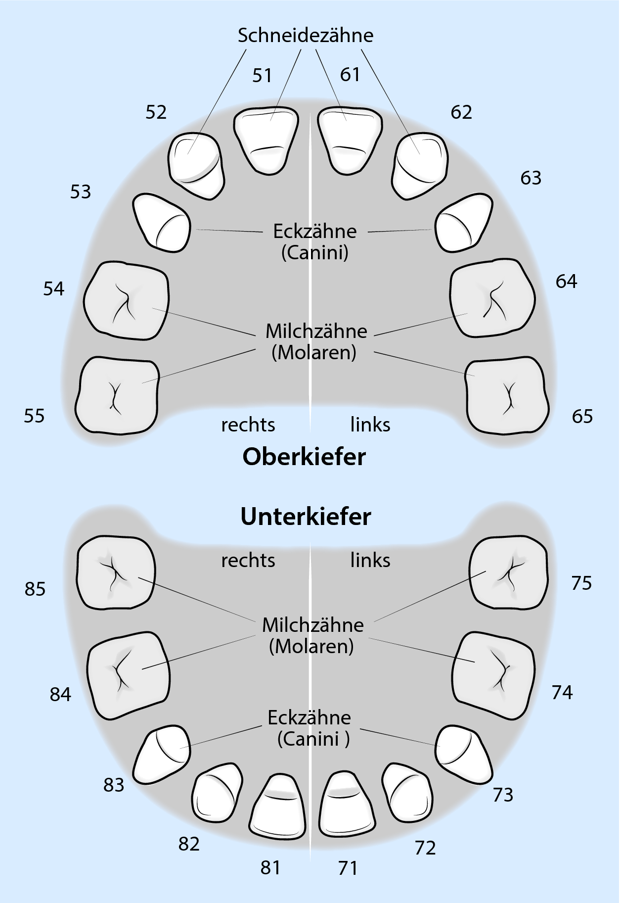 Anatomie der Zähne | SpringerLink