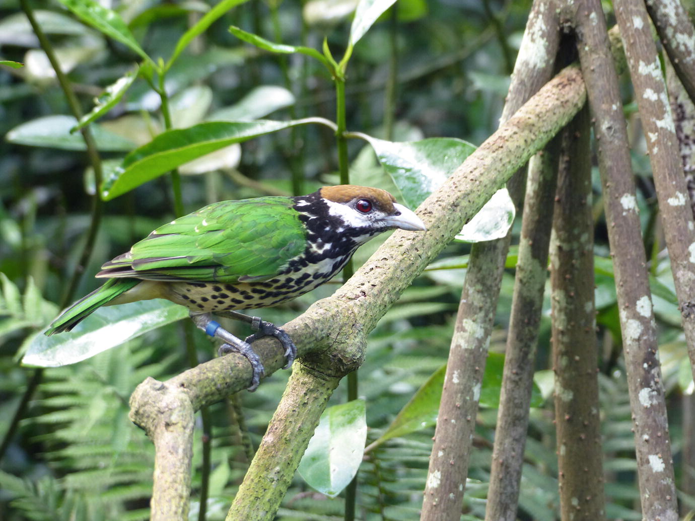 Ordnung Passeriformes Sperlingsvogel Einleitung Springerlink