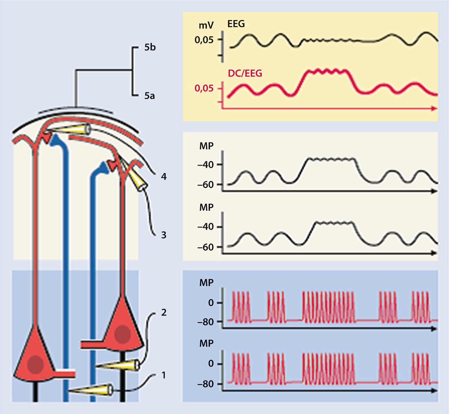 Biofeedback Und Neurofeedback Springerlink