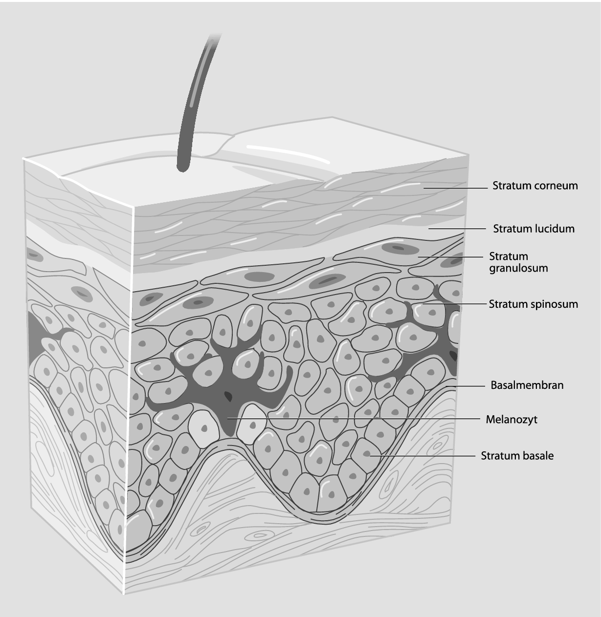 die haut und ihre anhangsgebilde