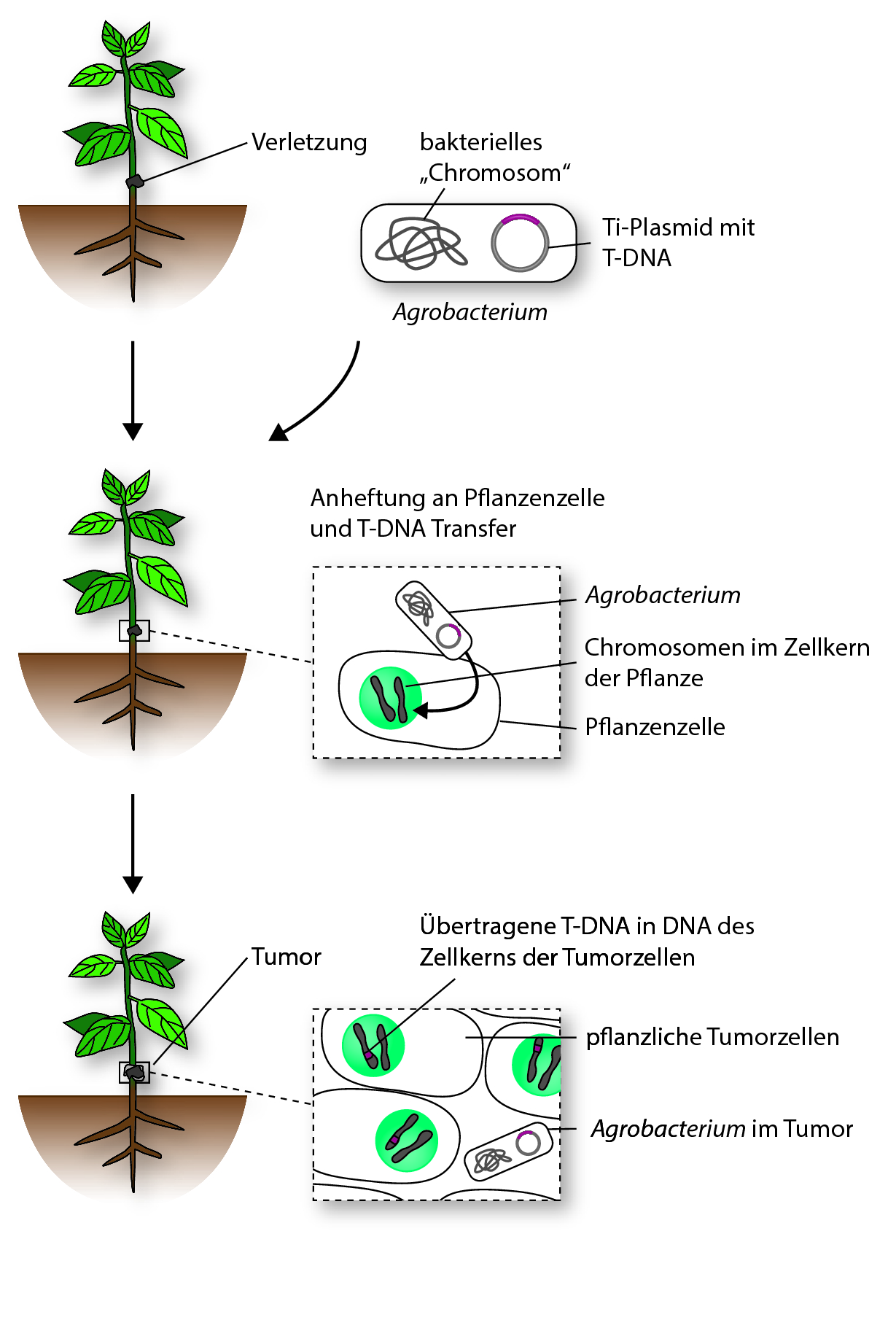 Herstellung, Nachweis und Stabilität von transgenen Pflanzen | SpringerLink