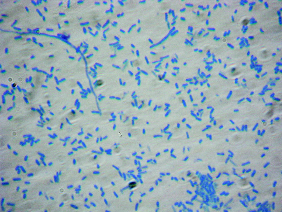 Lichtmikroskopische Methoden Springerlink