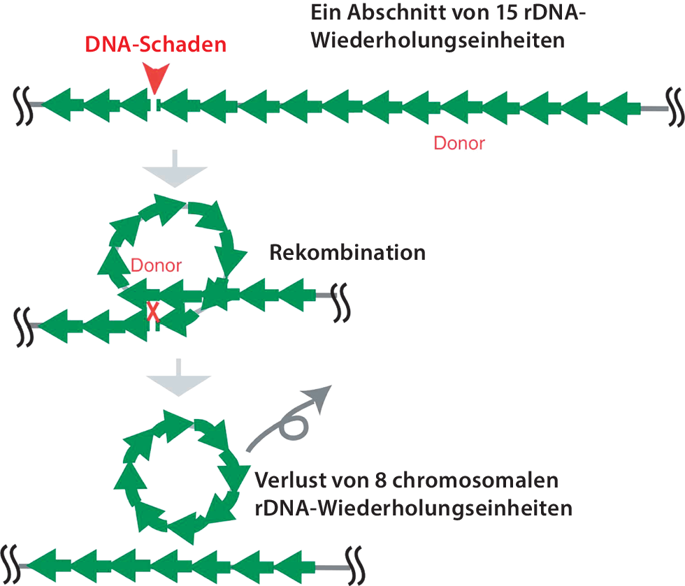 verwertung genetischer informationen springerlink