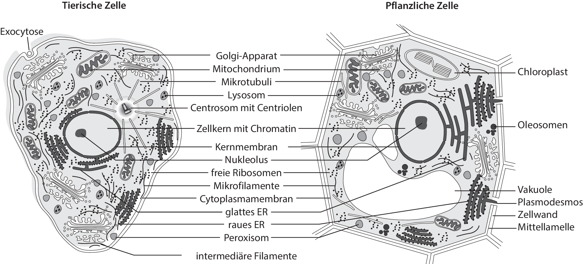 Die eukaryotische Zelle und Modellorganismen | SpringerLink