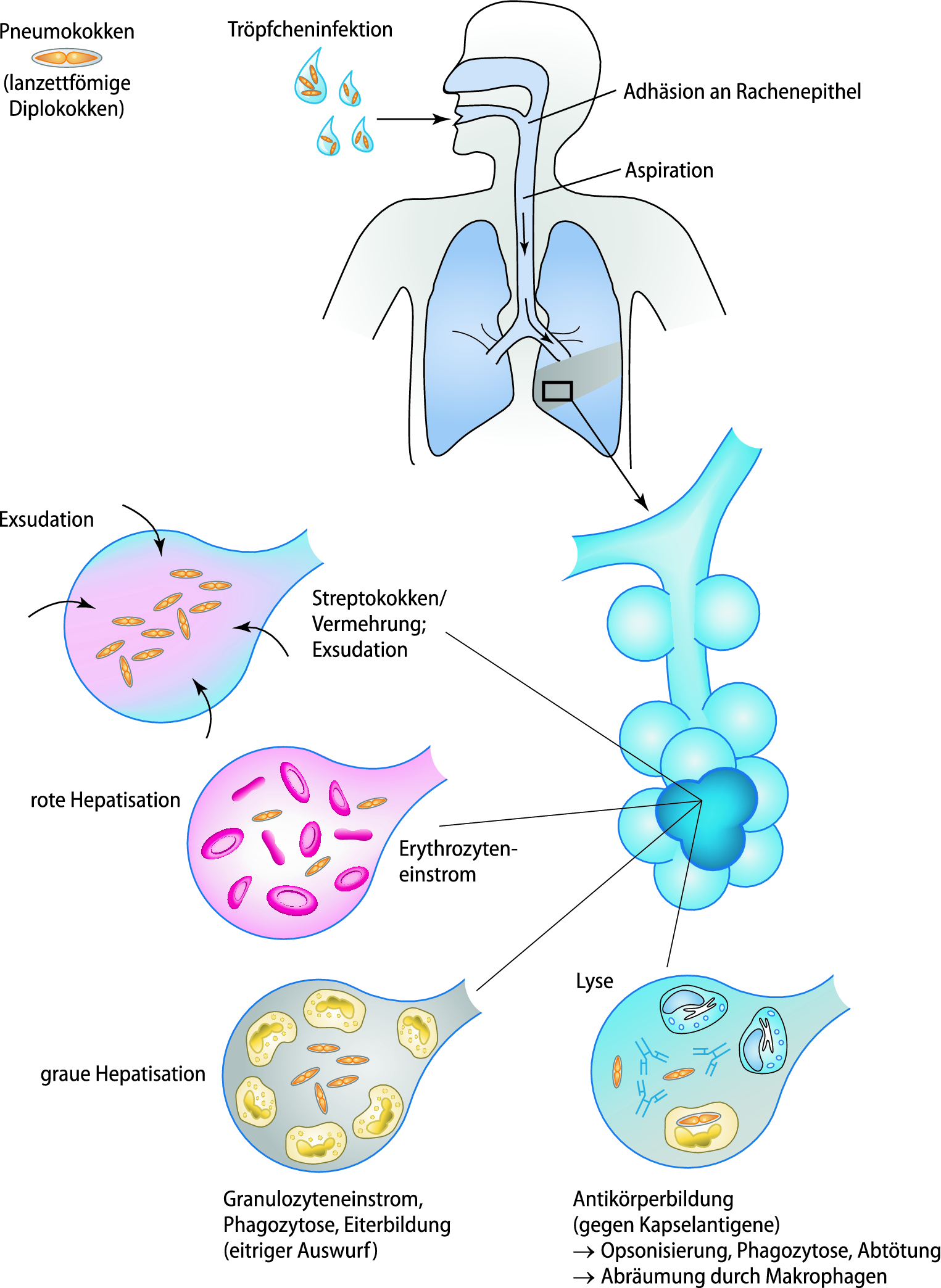 Toxine erythrogene - Köhler - Medizinische Mikrobiologie