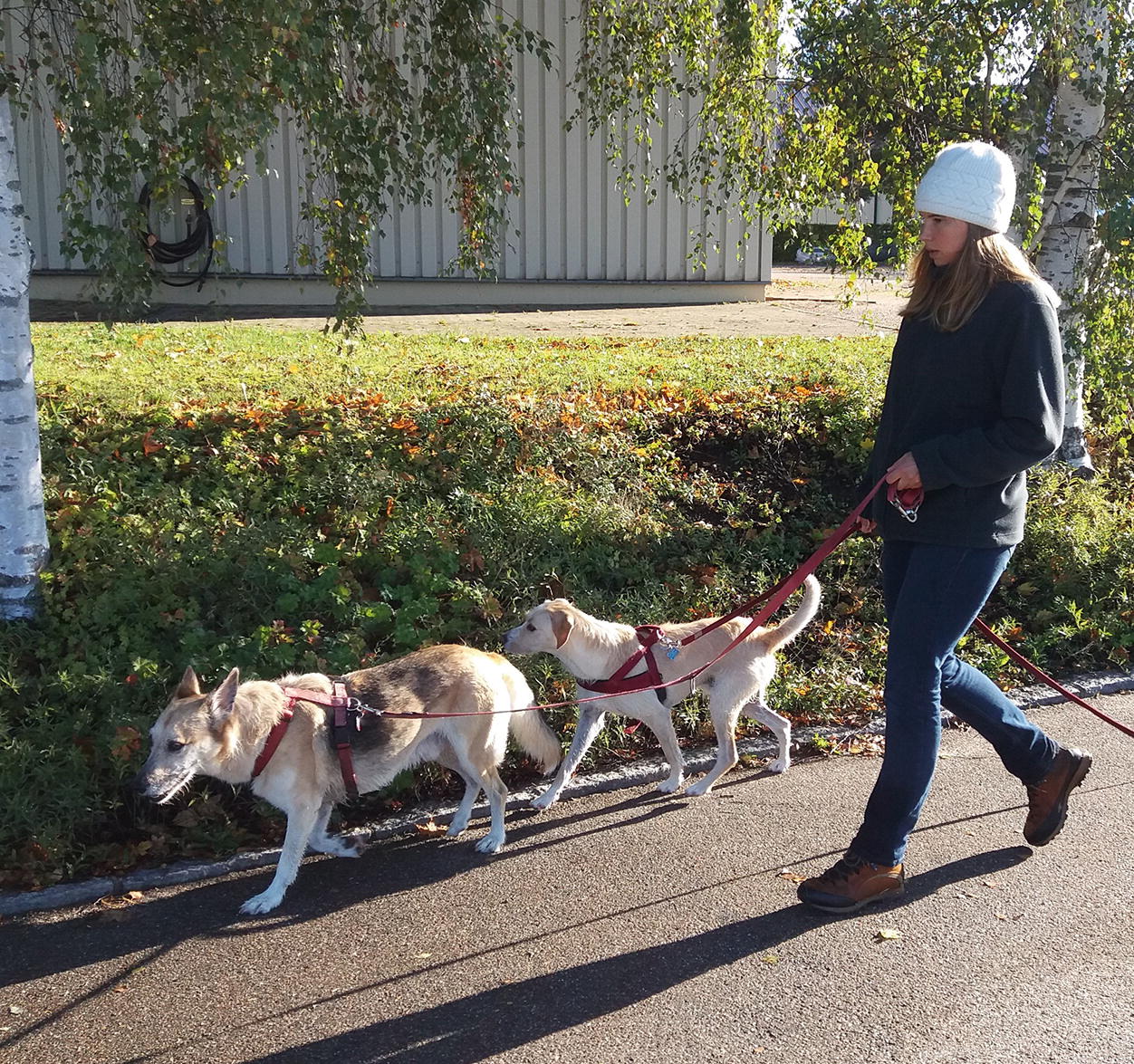 Vorbereitung der Hunde auf ihren Einsatz | SpringerLink
