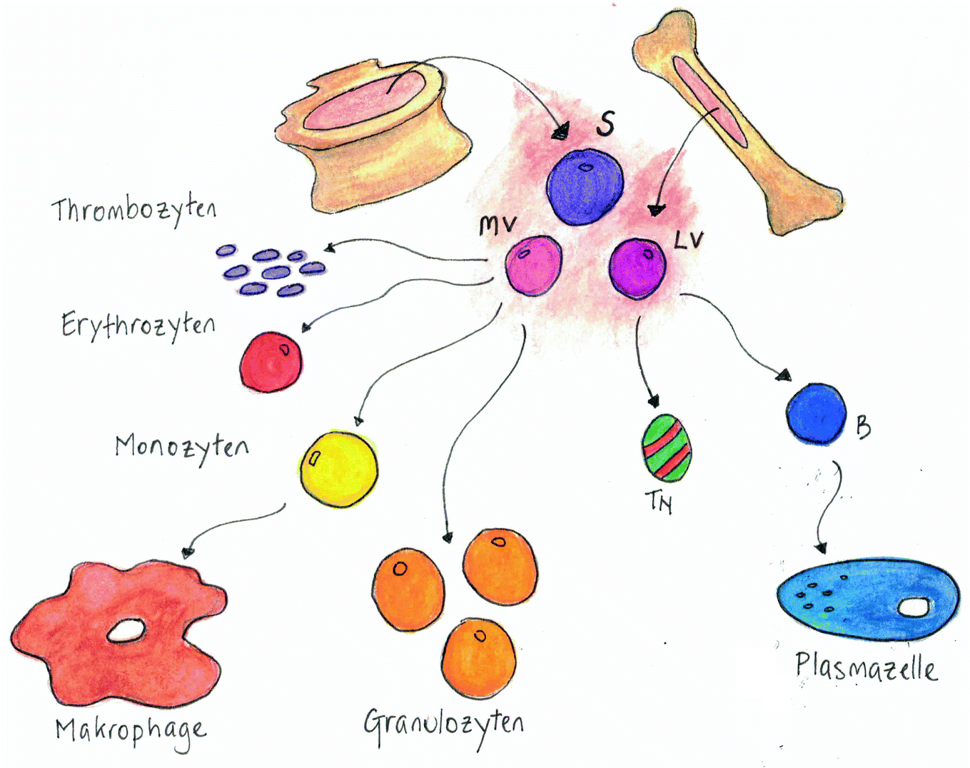 Ein Ausflug In Unser Immunsystem Springerlink