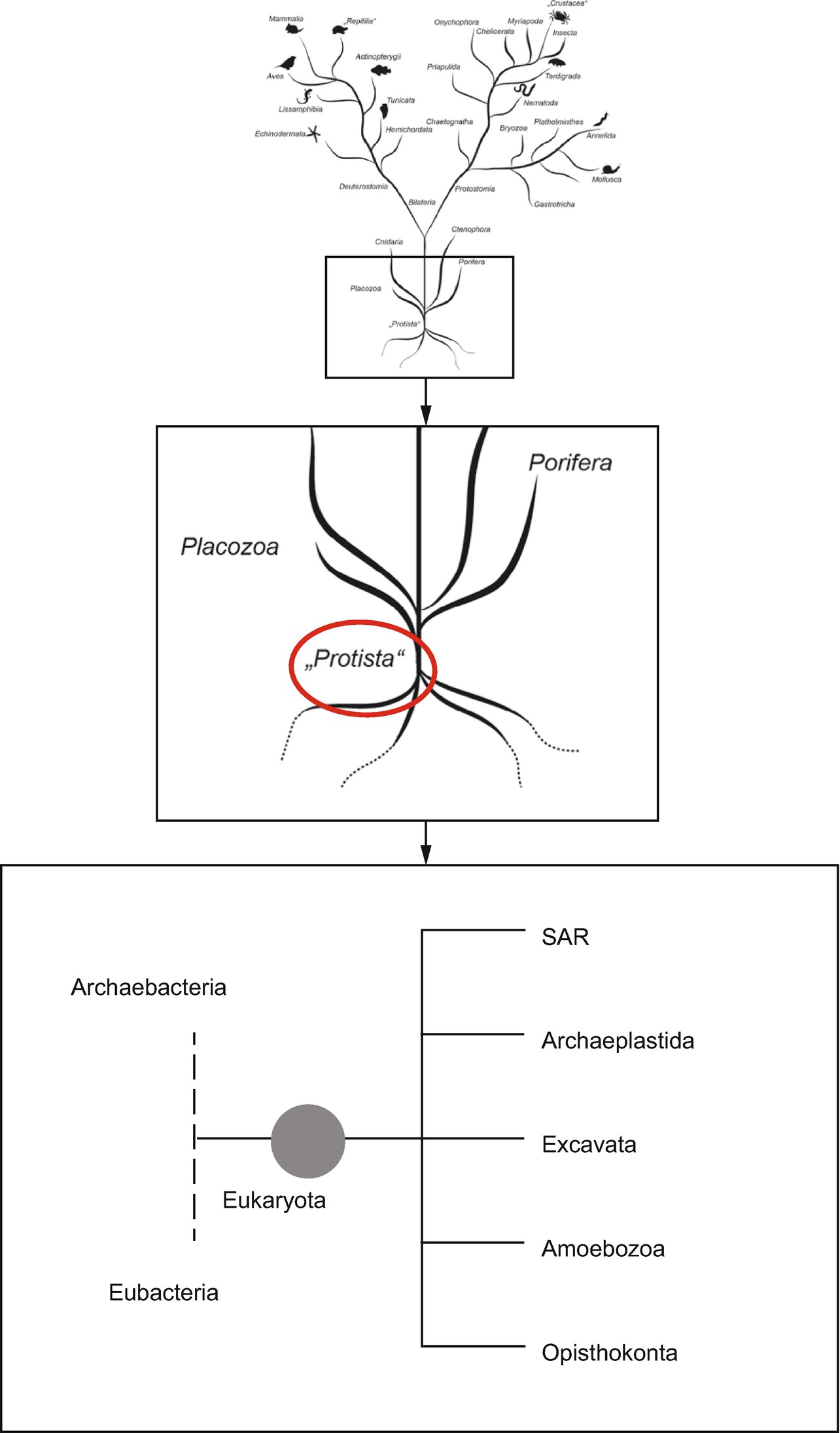 Spezielle Zoologie Teil A Protista Und Metazoa Springerlink