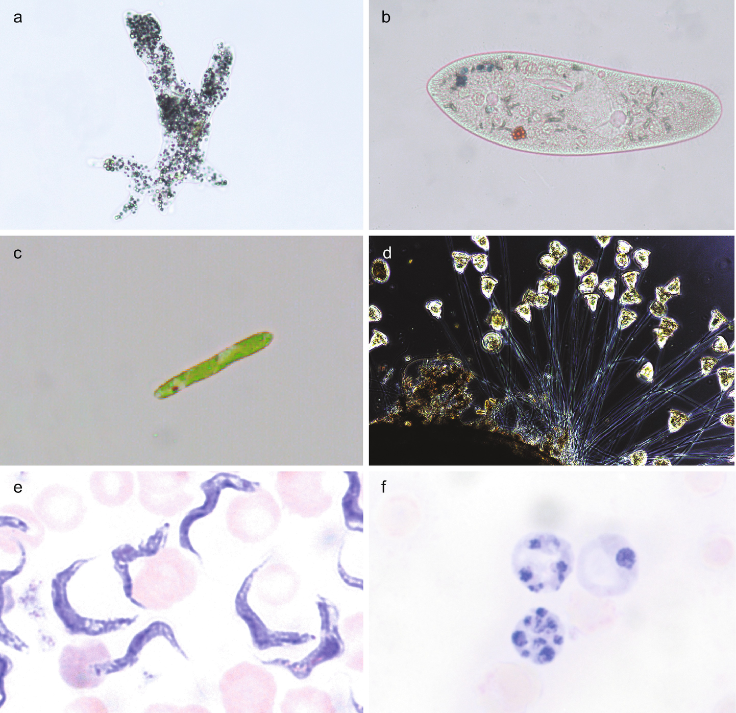 Spezielle Zoologie Teil A Protista Und Metazoa Springerlink