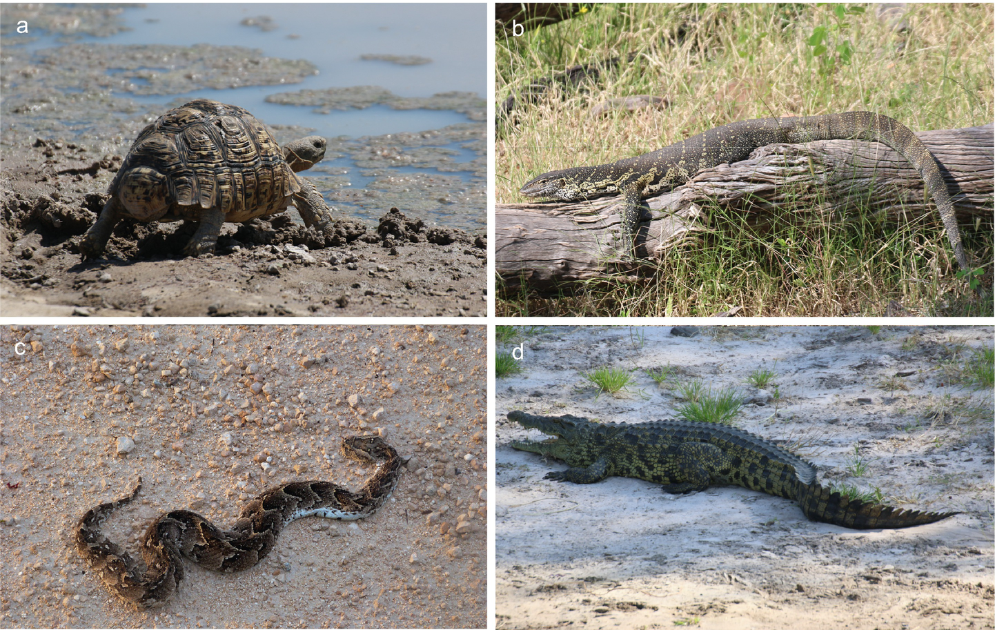 Spezielle Zoologie Teil C Bilateria Deuterostomia Springerlink