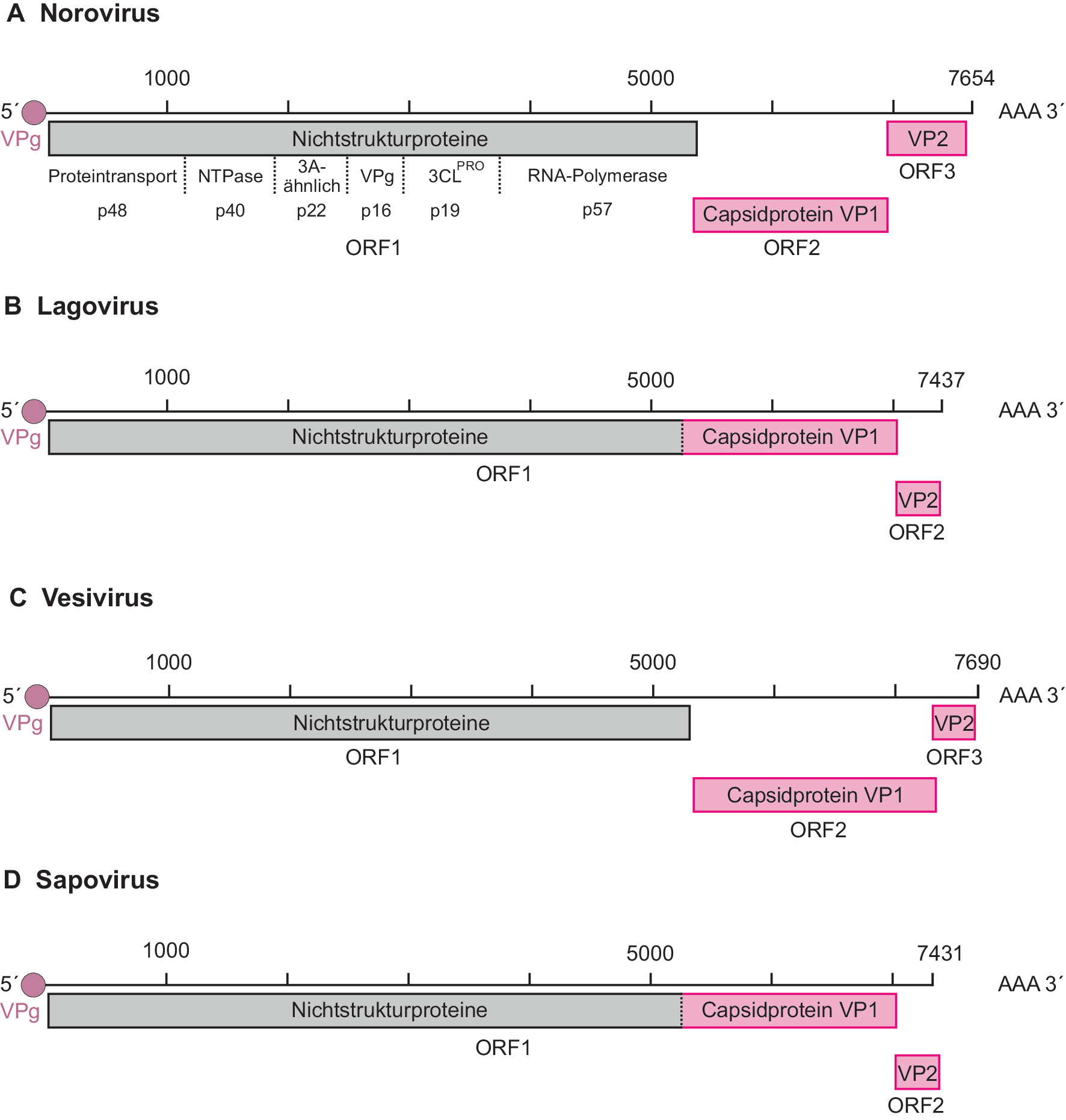 Viren mit einzelsträngigem RNA-Genom in Plusstrangorientierung |  SpringerLink