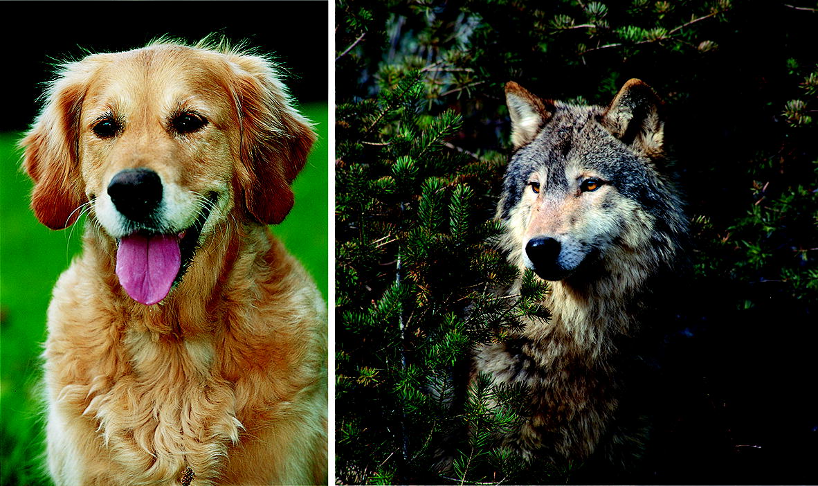 Wie Aus Dem Wolf Der Hund Wurde Springerlink