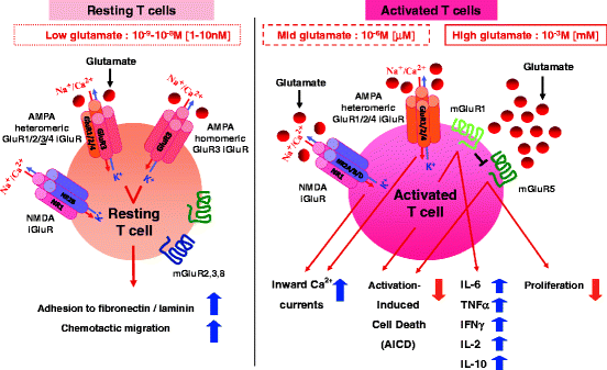 nmda t cells