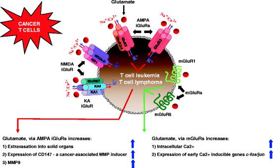 nmda t cells
