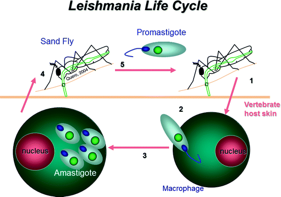 A leishmania paraziták biológiája A Leishmaniasis előfordulása