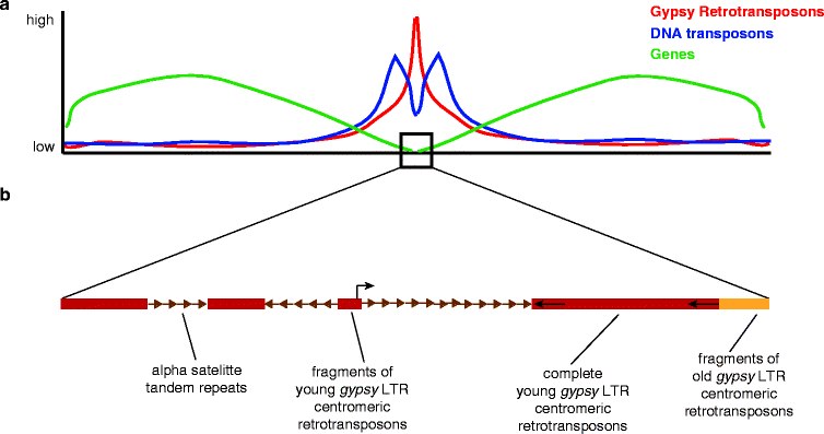 The Impact Of Transposable Elements On Gene And Genome Evolution Open Image In New Window