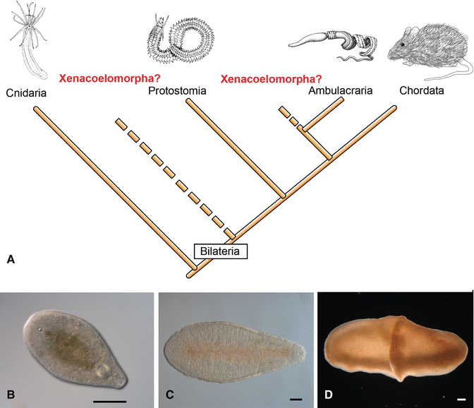 Platyhelminthes acoelomorpha, Zootaxonómia 1. – biológia BSc