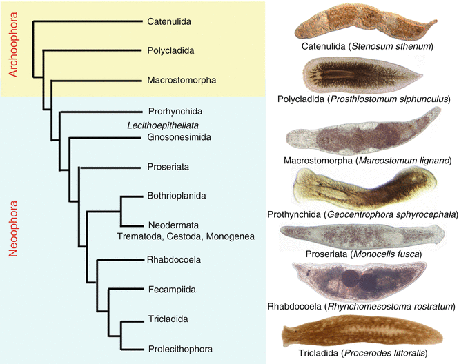 Platyhelminthes, fonálférgek és annelida
