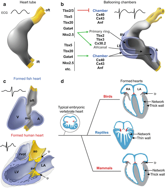 Evolutionary Aspects Of Cardiac Development Springerlink