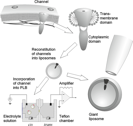 Planar Lipid Bilayer Method For Studying Channel Molecules - 