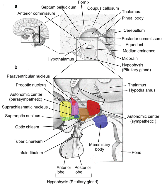 Anatomy of Adult Central Nervous System: Structure and Function of the