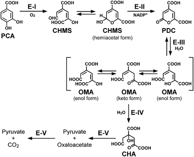 the protocatechuate 4 5 cleavage pathway overview and new findings ac form 8050 1b
