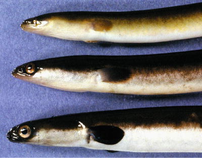 The American Eel A Fish Of Mystery And Sustenance For Humans Springerlink