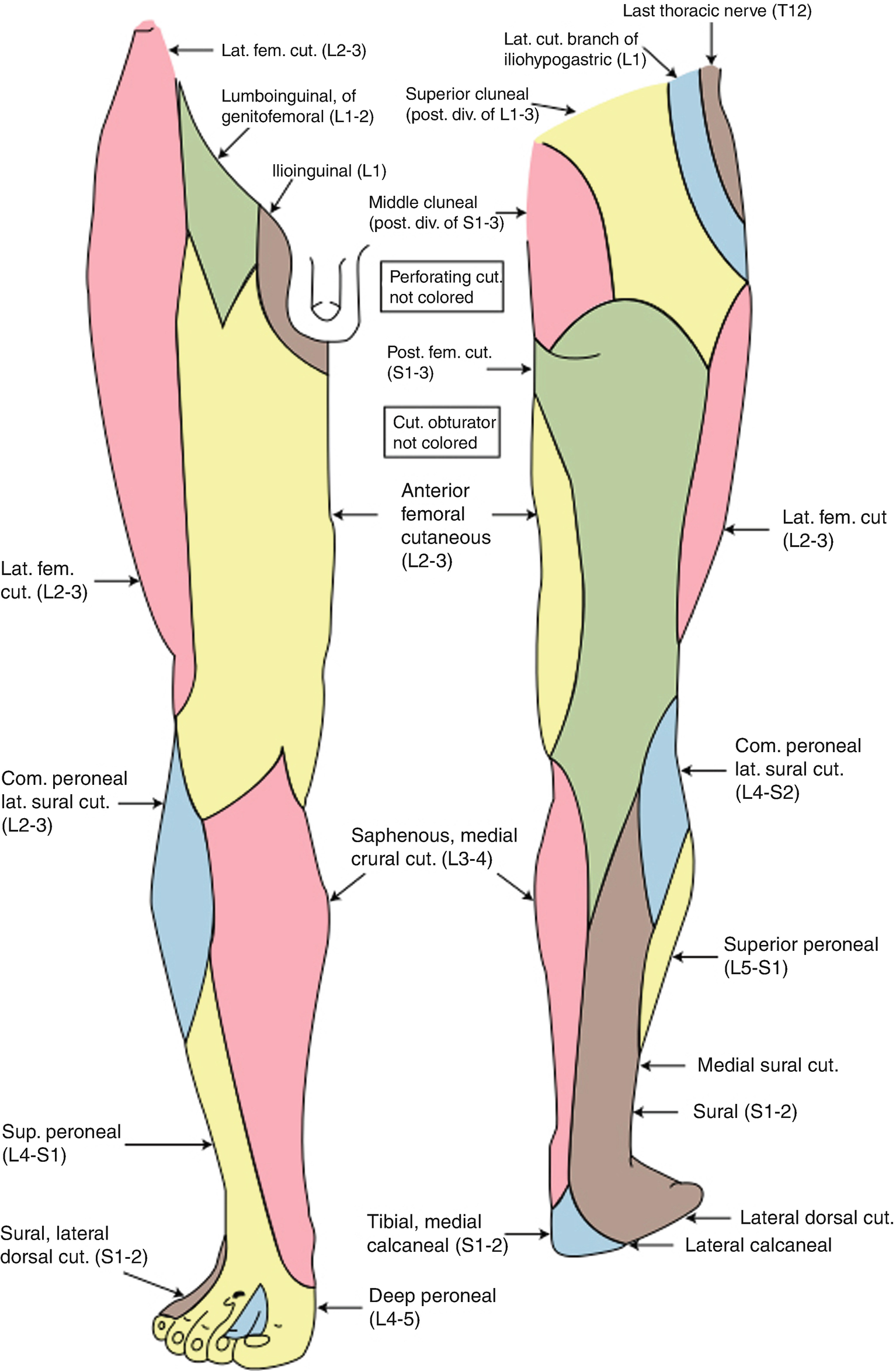 Lateral Femoral Cutaneous Nerve Block Springerlink