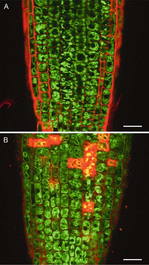 Vacuoles And Storage Organelles Springerlink
