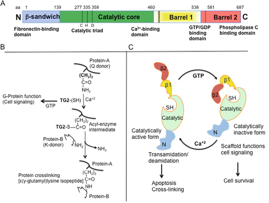 Transglutaminase II And Metastasis: How Hot Is The Link? | SpringerLink